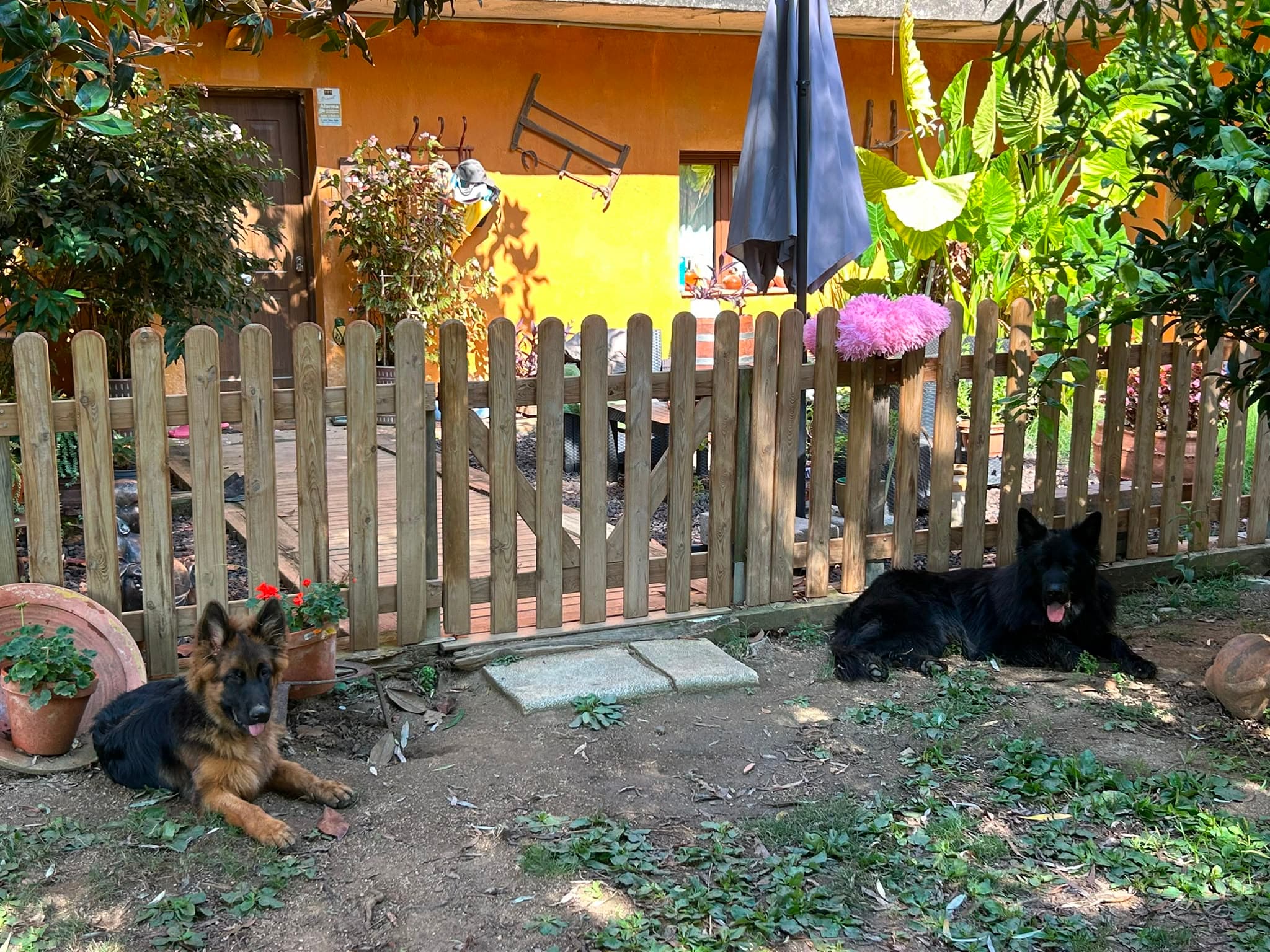 Dos de nuestros perros descansando junto a la casa