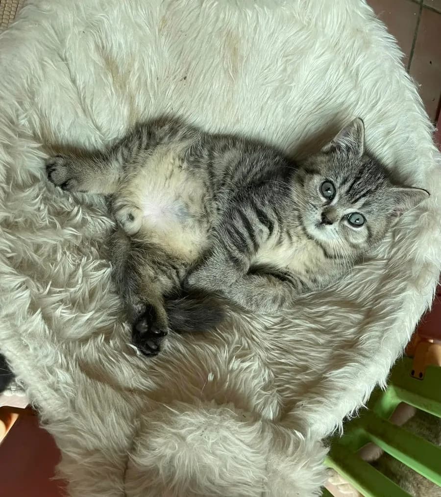 Seguimiento del gatito