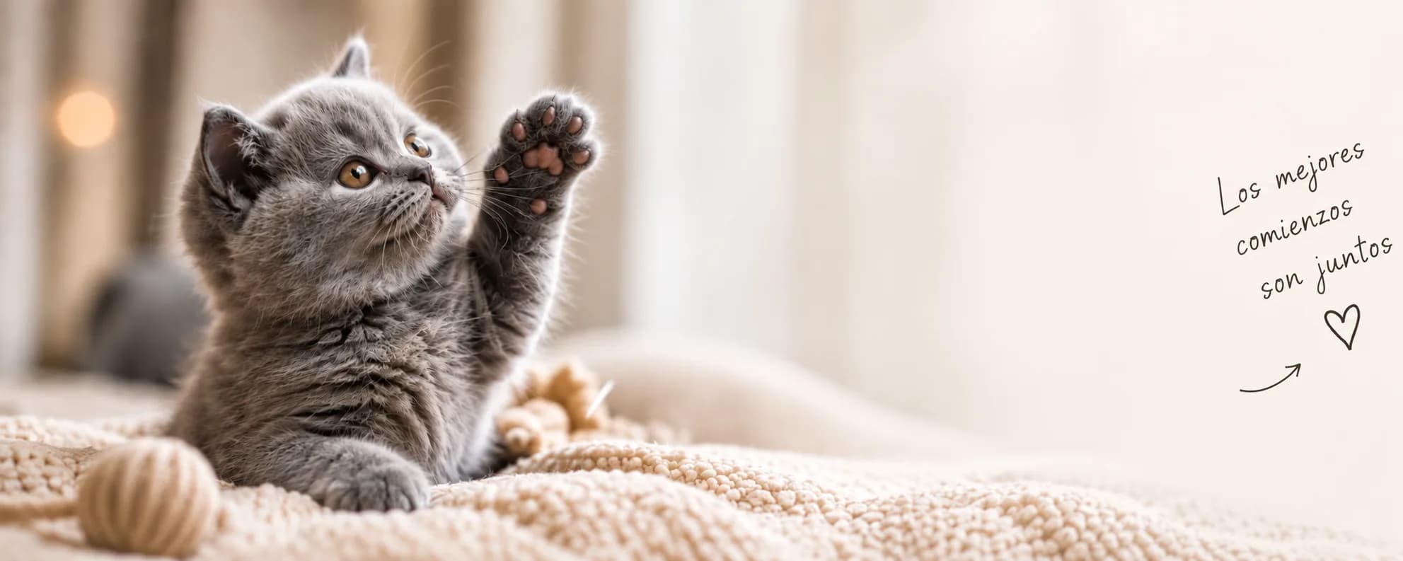 Gatito British levantando la pata