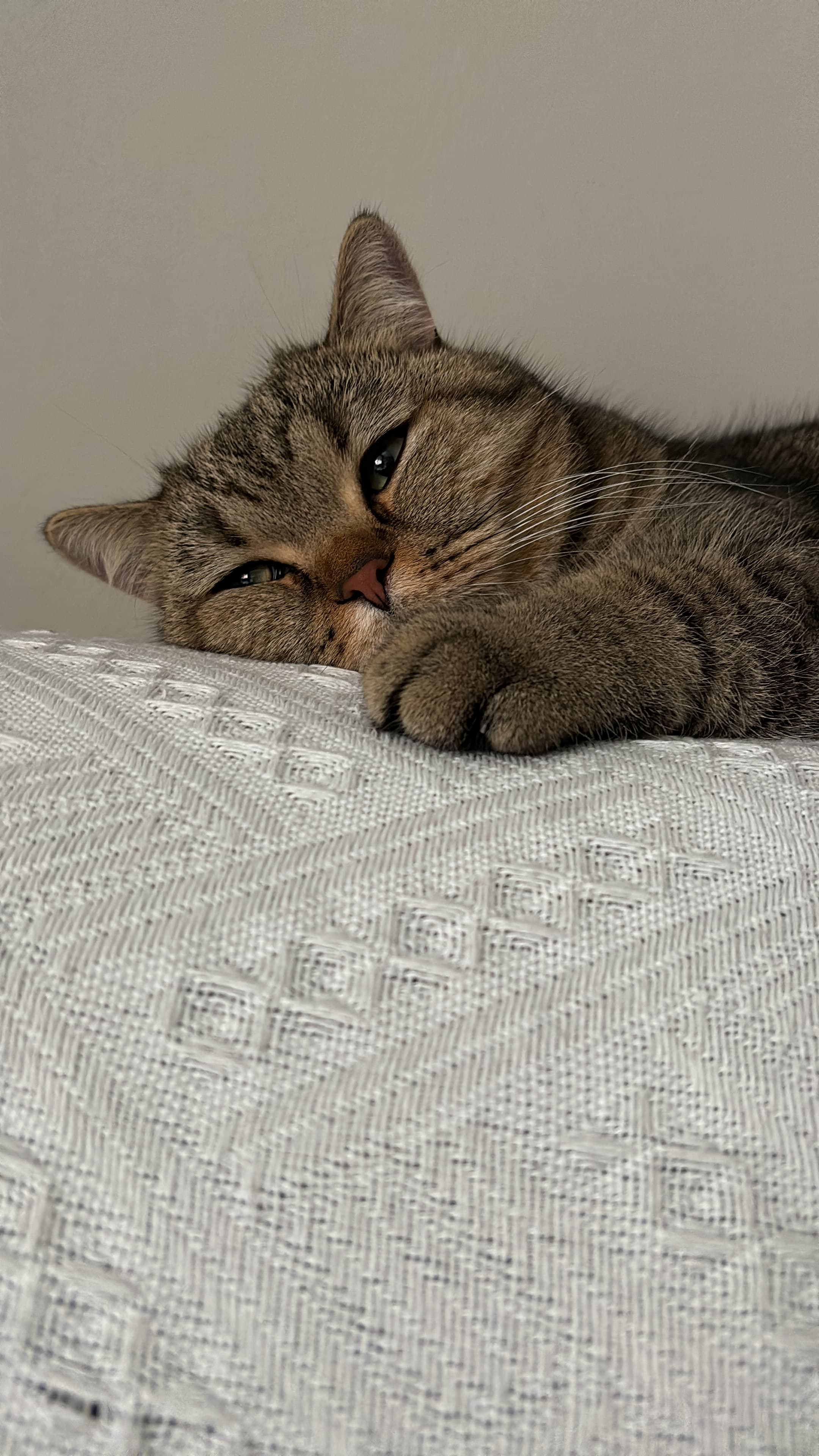 Gato British descansando sobre una manta blanca