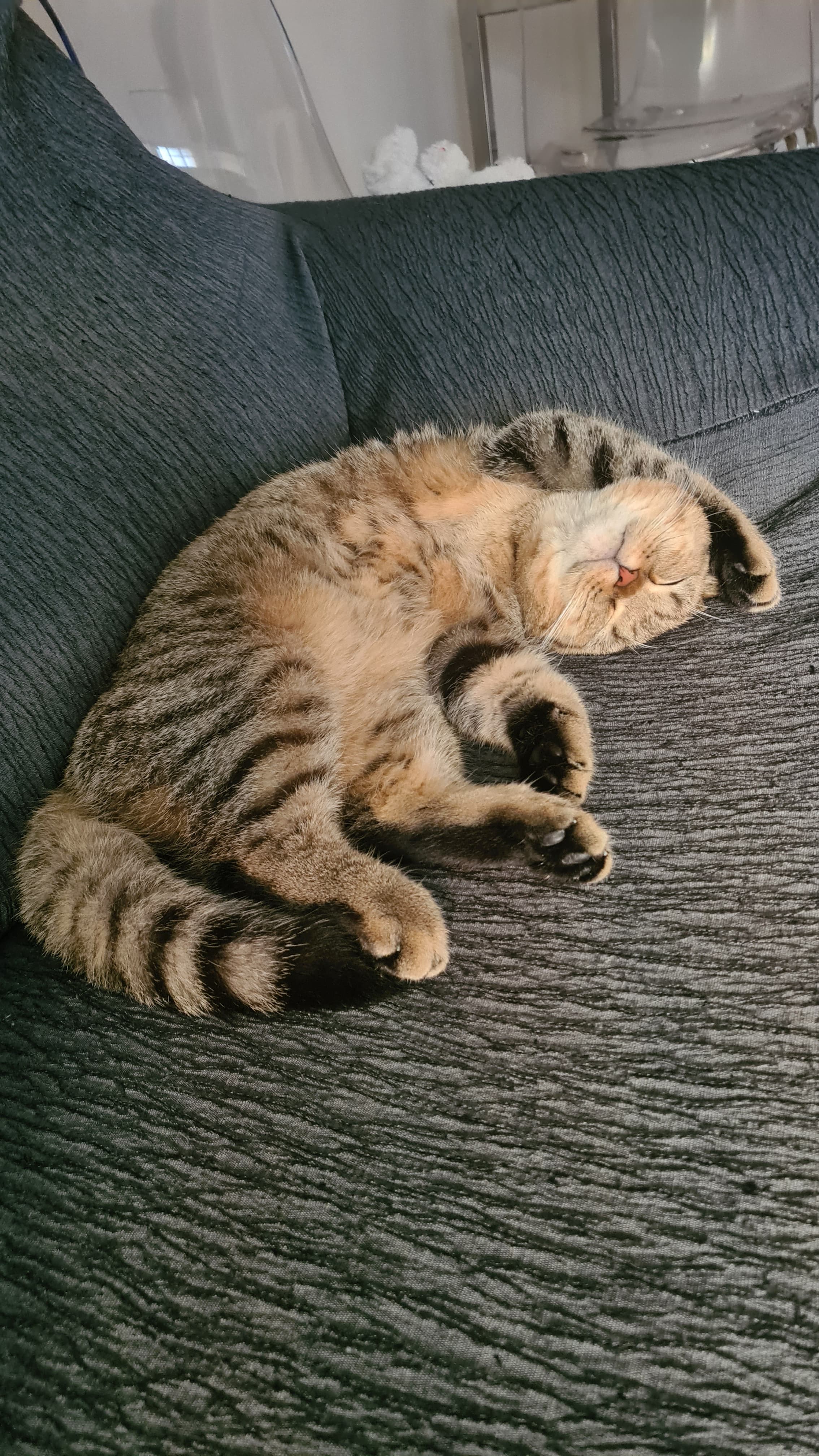 Dormido patas arriba en el sofá de casa
